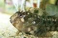 Tompot Blenny, parablennius gattorugine, Adult Royalty Free Stock Photo