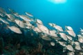 Tomtate Grunts on the ledge of a reef Royalty Free Stock Photo