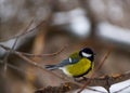 Tomtit arrived at winter park Royalty Free Stock Photo