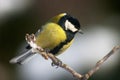 Tomtit bird Royalty Free Stock Photo