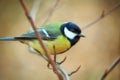 Tomtit bird Royalty Free Stock Photo