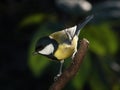 Tomtit on the branch