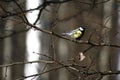 Tomtit on a branch Royalty Free Stock Photo