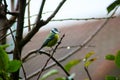 Tomtit on a branch