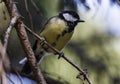 Tomtit on branch of tree Royalty Free Stock Photo