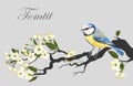 Tomtit on the cherry branch Royalty Free Stock Photo