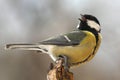 Tomtit on a dry tree stump