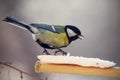 Tomtit eating fat on a birdfeeder Royalty Free Stock Photo