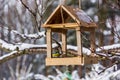 Tomtit is eating from the feeder.