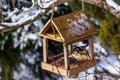 Tomtit is eating from the feeder.