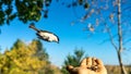 Tomtit is flying, autumn in Siberia, Tomsk.