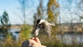 Tomtit is flying, autumn in Siberia, Tomsk.