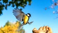 Tomtit is flying, autumn in Siberia, Tomsk.