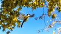 Tomtit is flying, autumn in Siberia, Tomsk.