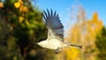 Tomtit is flying, autumn in Siberia, Tomsk.