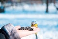 Tomtit on a hand Royalty Free Stock Photo