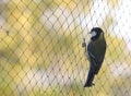 Tomtit on the net. Royalty Free Stock Photo