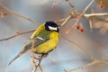 Tomtit perched on a branch Royalty Free Stock Photo