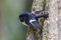 Tomtit perched on tree