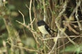 tomtit (Petroica macrocephala) New Zealand