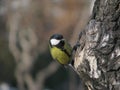 Tomtit sits near hollow