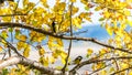 Tomtit sits on the tree, Tomsk.