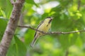 Tomtit sitting on branch of tree at summer Royalty Free Stock Photo