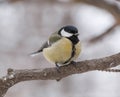 Tomtit sitting on branch at winter Royalty Free Stock Photo