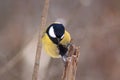 Tomtit is sitting on a broken tree branch in the winter forest.