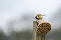 A tomtit sitting on a feeding ball with seeds. Spring time. Bright photo