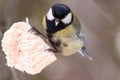 Tomtit is sitting on a slice of bacon.