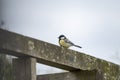A tomtit sitting on a wooden beam Spring time. Bright photo