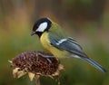 Tomtit and Sunflower Royalty Free Stock Photo