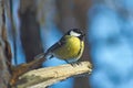 Tomtit on a tree in forest. Parus ater.