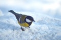 Tomtit in winter forest. Parus ater.