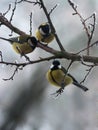 Tomtits on the branch in winter, macro Royalty Free Stock Photo