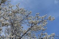 A ton of white flowers on branches of blossoming plum against blue sky in mid March Royalty Free Stock Photo