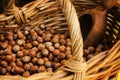 Tonda Gentile di Langa, hazelnut of Piedmont Royalty Free Stock Photo