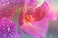 Toned background made of close up view of beautiful blooming orchid flowers lip labellum in bright magenta.Blooming