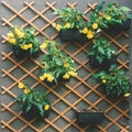 Toned background made of tiny yellow flowers in black pots on wooden fence Royalty Free Stock Photo