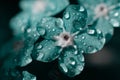 Toned blue forget-me-not flowers macro. Floral background made of little Myosotis Royalty Free Stock Photo