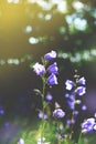 Toned cluster of big Bluebell or Campanula persicifolia,