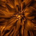 Toned dahlia`s flower of dark orange colour close-up in summer Royalty Free Stock Photo