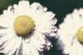 Toned floral backdrop made of fragile daisy flowers with wet petals. Royalty Free Stock Photo