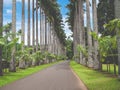 Toned image of beautiful palm alley in the botanical garden at Kandy, Sri Lanka Royalty Free Stock Photo