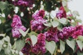 Toned image of beautiful purple Lilac Royalty Free Stock Photo