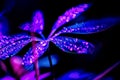 toned image of blue schefflera plant with pink drops,