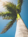 Toned image of high tropical palm tree against blue sky and bright sun Royalty Free Stock Photo