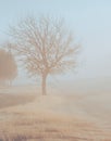 Toned image a lone dormant tree near small curved paved road in early morning foggy at rural Cartwright, Oklahoma