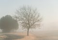 Toned image a lone dormant tree near small curved paved road in early morning foggy at rural Cartwright, Oklahoma